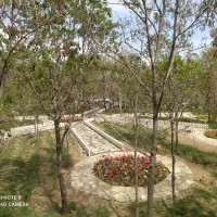 کاشت درخت وهرس درخت