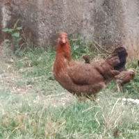 مرغ و جوجه