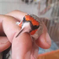 سقا|پرنده|کرمان, |دیوار