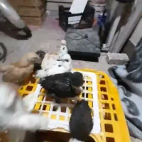 جوجه نیمچه کوشین برهما سلطان لهستانی وپلند ومرندی