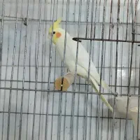 عروس هلندی لوتینو نر مرغ مینا|پرنده|اهواز, گلستان|دیوار