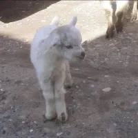 به دو بزغاله ماده نیازمندیم