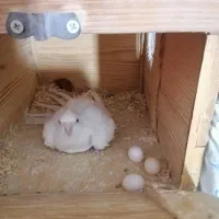 عروس هلندی جفت البینو چشم قرمز