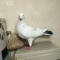 کفتر پرشی گرفتنی|پرنده|تهران, بهمن یار|دیوار