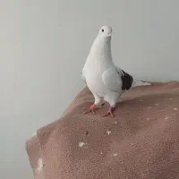 کبوتر نر ماده