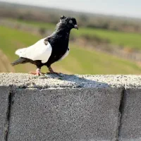 سه عدد کبوتر رنگی