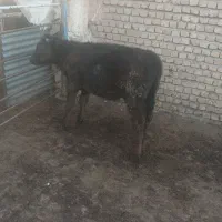 حیوان|حیوانات مزرعه|نیشابور, مازول|دیوار