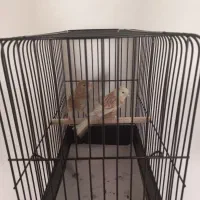 سوپری سوخته،اوپال،کبالت ،فائو جفتی،رسمی بلند|پرنده|تهران, جنت‌آباد جنوبی|دیوار