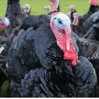 جوجه بوقلمون|حیوانات مزرعه|خرم‌آباد, |دیوار