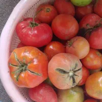 فروش گوجه فرنگی|خوردنی و آشامیدنی|قره ضیاالدین, |دیوار