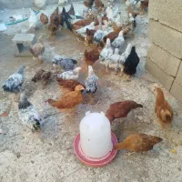 فروش جوجه بومی