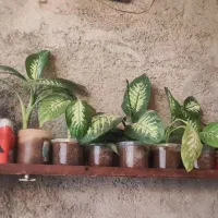 حراجی|حراج|سرپل ذهاب, |دیوار