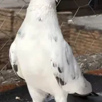 فروش یک جفت کبوتر پرشی به شرط همه چی