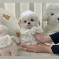 سگ پشمالو|سگ|اهواز, ۲۴ متری|دیوار