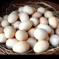 تخم مرغ محلی.تازه