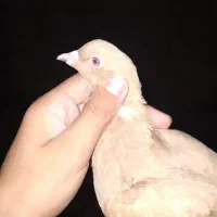 دم پاک|پرنده|گتوند, |دیوار