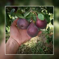 نهال برتر تخصص ماست