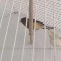 قناری سوخته نر|پرنده|بم, |دیوار