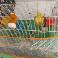 فنج مولد|پرنده|سبزوار, اسلام آباد|دیوار