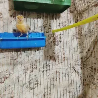 قناری ماده|پرنده|تربت‌حیدریه, بالا ولایت|دیوار