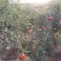 ۴۰۰متر باغ یحیی آباد نبش جاده ملاحبیب|فروش خانه و ویلا|کاشان, مزرعه نو|دیوار