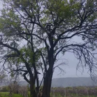 باغ ۲۰۶۵ متری در کرند|فروش زمین و ملک کلنگی|دالاهو, |دیوار