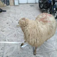 ذبح شرعی واسلامی|خدمات پذیرایی، مراسم|تبریز, |دیوار