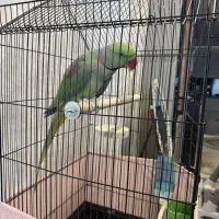 شاه طوطی نر سایز بزرگ