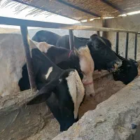 گاو گوساله نوچ