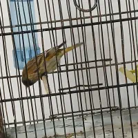 گلبسر مست درشت|پرنده|فردیس, شهرک شهید حسینی|دیوار