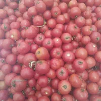 گوجه ربی