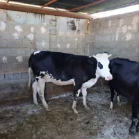 یه راس شنگل سیمینتال ابستن سنگین