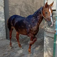 مادیان عرب کرد جوان