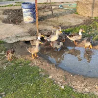 فالیواش|حیوانات مزرعه|شفت, |دیوار