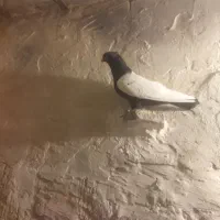 کفتر کبوتر رنگه