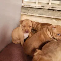 توله پیت بول اصل