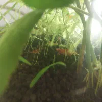 فروش تعدادی ماهی و آکواریوم استوانه ای|ماهی|محمدیه-قزوین, |دیوار