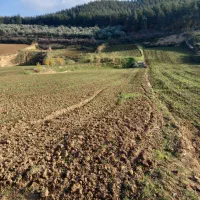 دامداری-در-بهترین-مکان-روبروی-باد-دهنه-زرین-گل