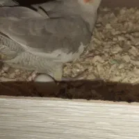 عروس هلندی نروماده معاوضه با توطی کوتوله