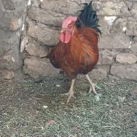 خروس|حیوانات مزرعه|گناباد, |دیوار