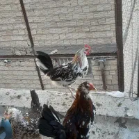 خروس گلین