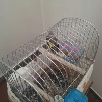 جوجه سهره|پرنده|فرخ‌شهر, |دیوار