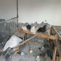 فروش مرغ و خروس