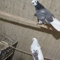 کبوتر پرشی|پرنده|سلطانیه, |دیوار