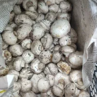 نیرو خانم متاهل