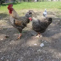 مرغ و خروس آمروک|حیوانات مزرعه|رشت, حومه رشت|دیوار