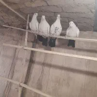 کبوتر|پرنده|ابهر, |دیوار