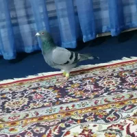 کفتر سبز مسافتی|پرنده|شاندیز, |دیوار