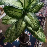 دیفن باخیا قد بلند سر حال