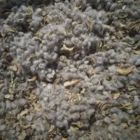 بذره غوزه